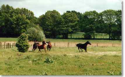 Sommerweide