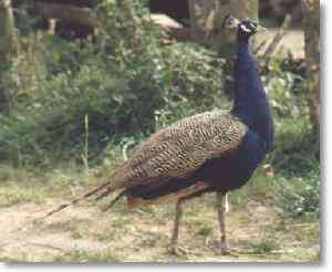Pfau im Herbstgefieder